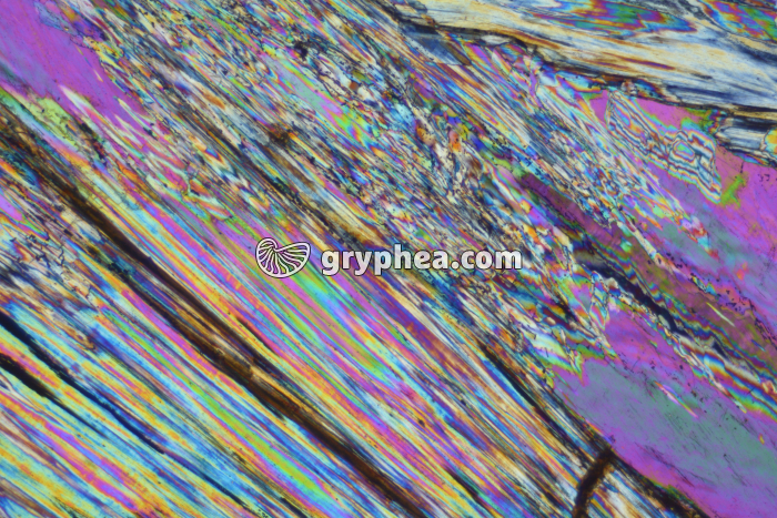 Gypse LPA x10 - gryphea.com